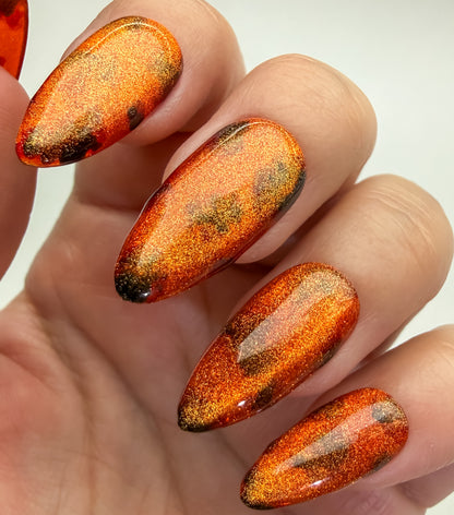 Tortoise Kit